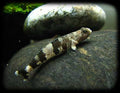 tiger goby