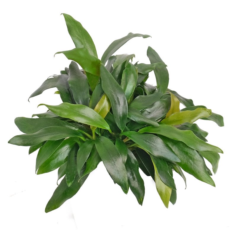 Anubias Dragon Claw [ clump ]