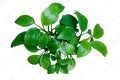Anubias Nana [ clump ]
