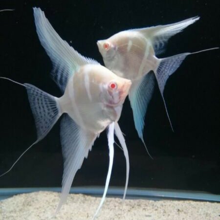 Albino Dantum