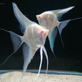 Albino Dantum