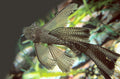 Black Bristlenose Longfin