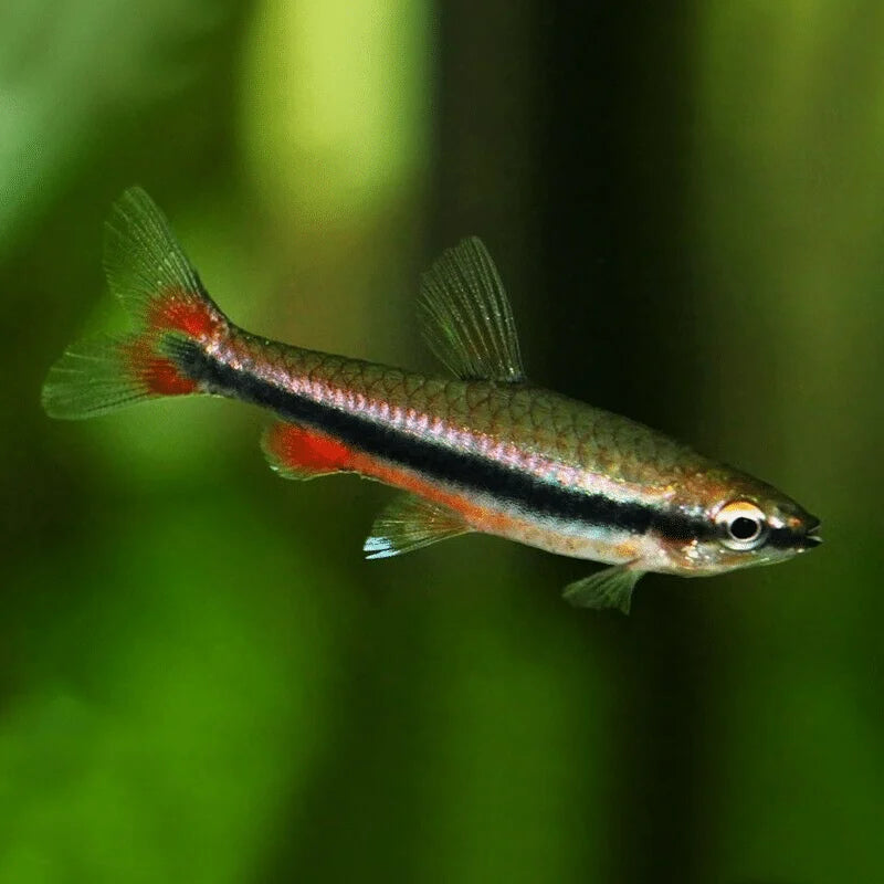 Golden Pencil Tetra
