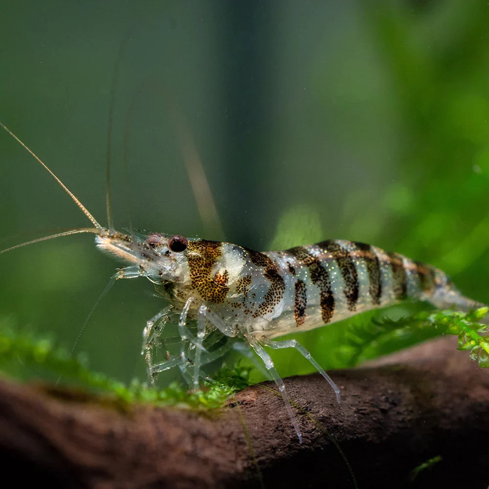 Tiger Shrimps