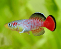 Nothobranchius Guentheri / Redtail notho
