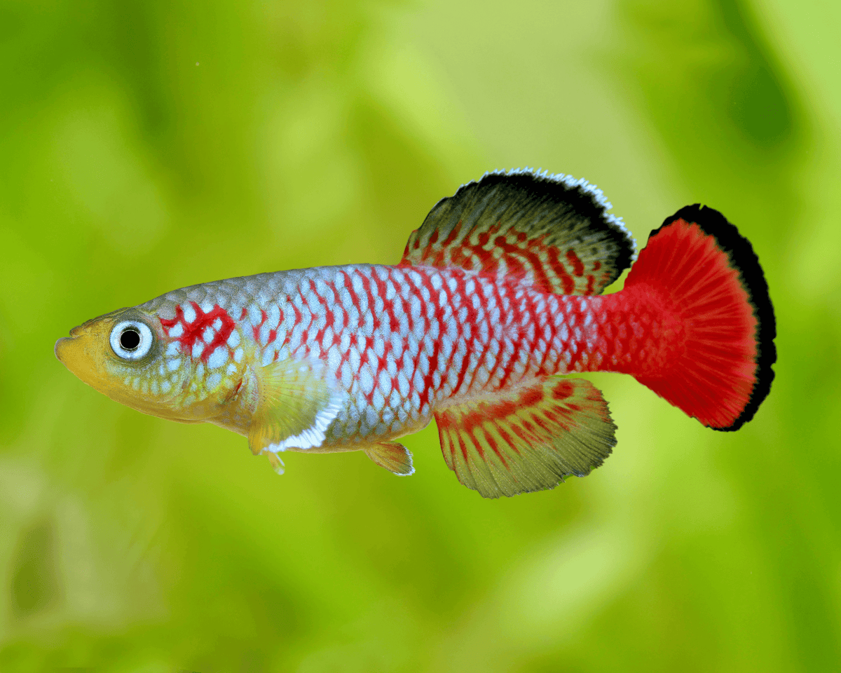 Nothobranchius Guentheri / Redtail notho