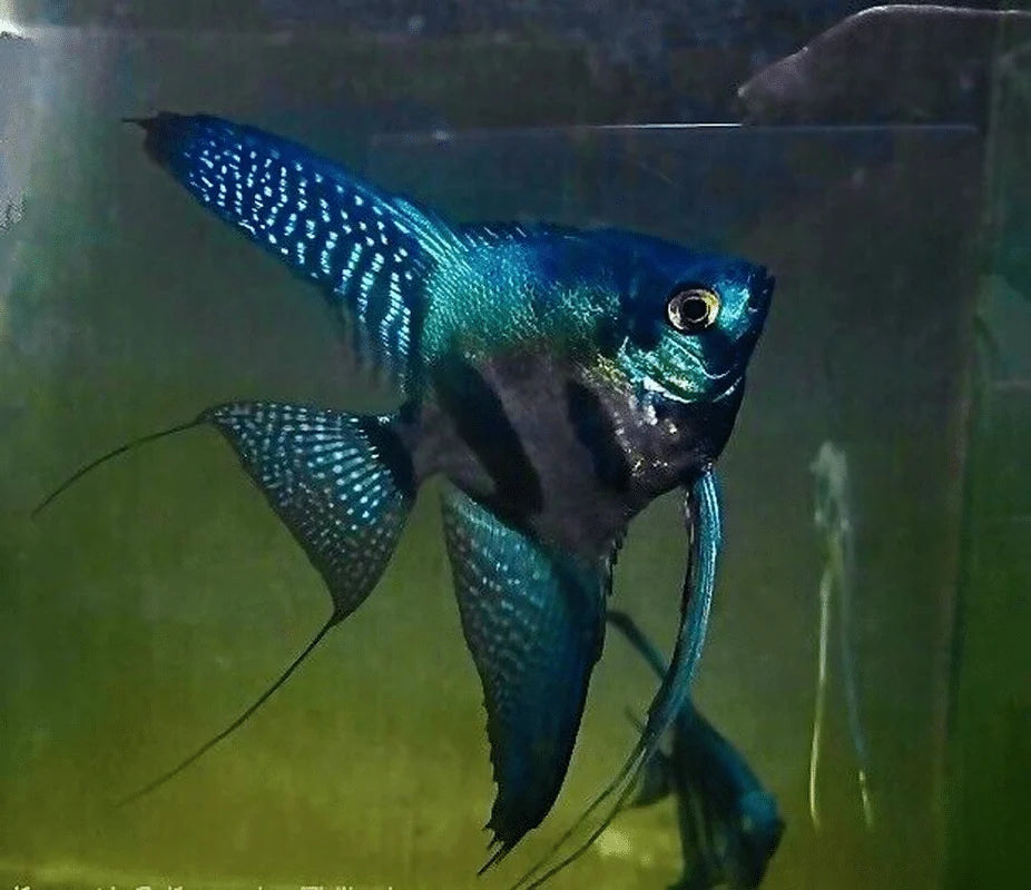 Green pinoy angel