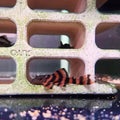 L397 Alenquer Tiger Pleco