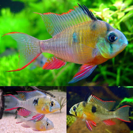 Bolivian Rams [ large ]