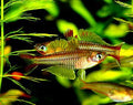 Ivantsoffi Rainbow