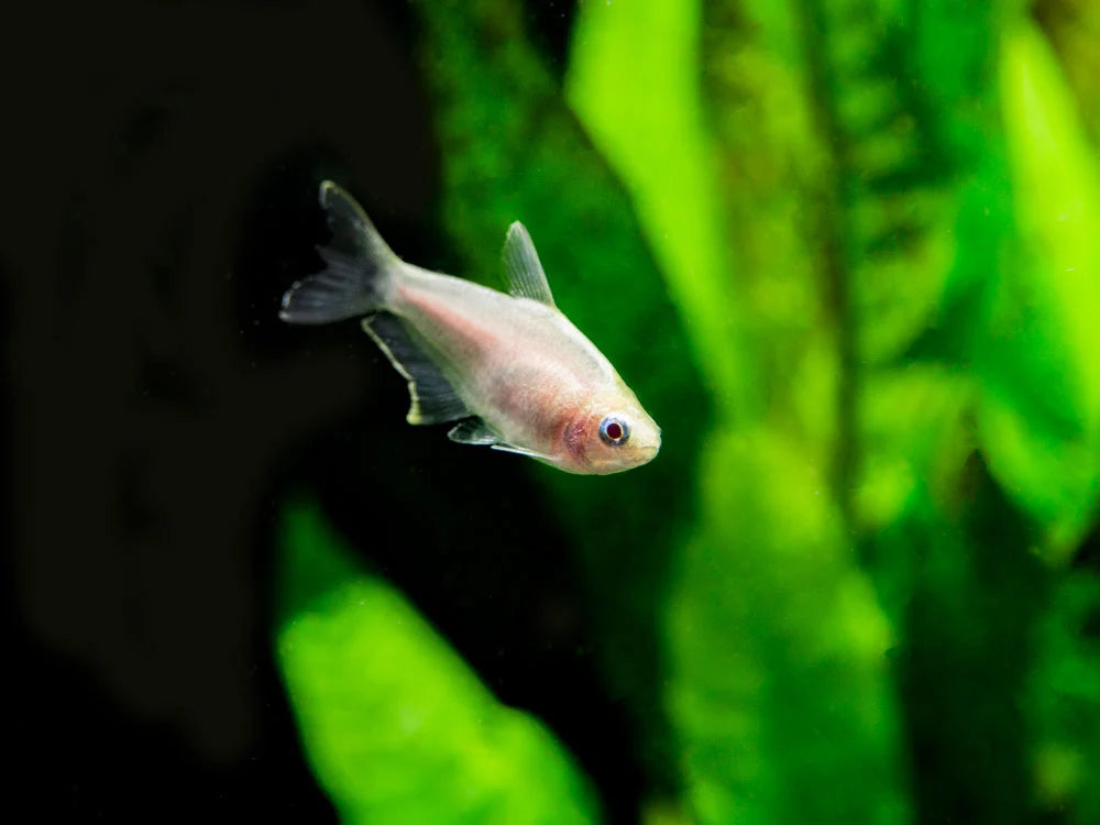 Golden Emperor Tetra