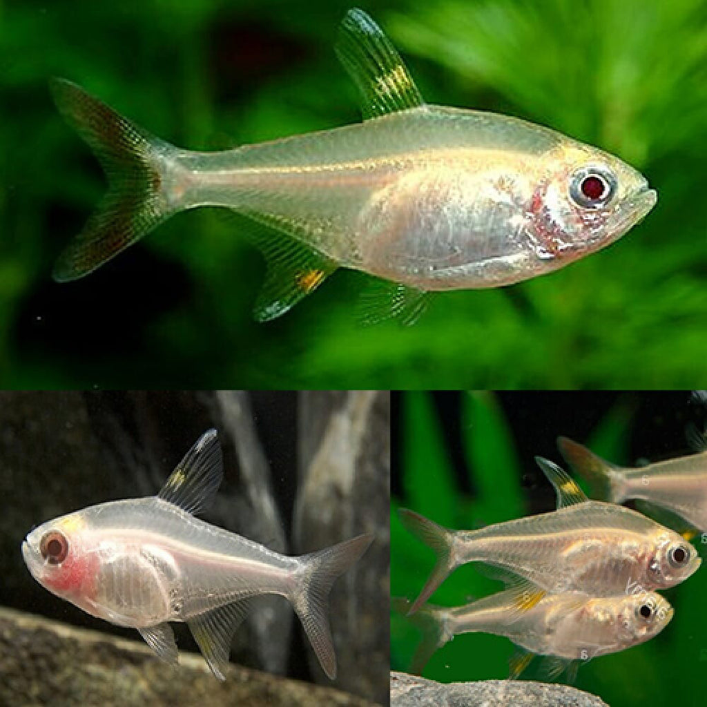 Albino Pristella Tetra