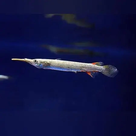 Platinum Halfbeak