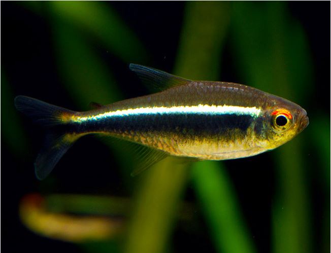 Black Neon Tetra