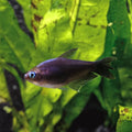 Black Palmeri Tetra