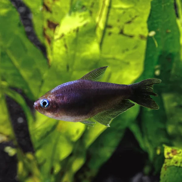Black Palmeri Tetra
