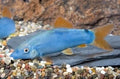 Blue botia loach