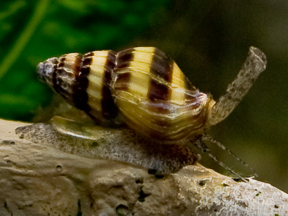 Killer Snails