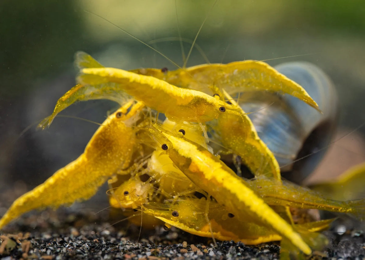 Yellow Back Shrimp