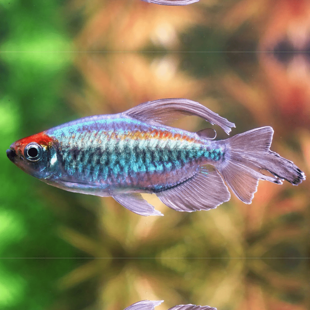 Congo Tetra