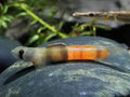 Red Belted Goby