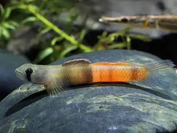 Red Belted Goby