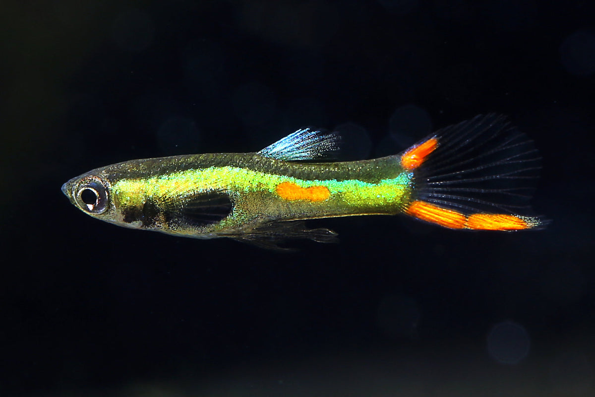 Lime Green Endler [ male ]