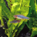 Emerald Dwarf Rasbora