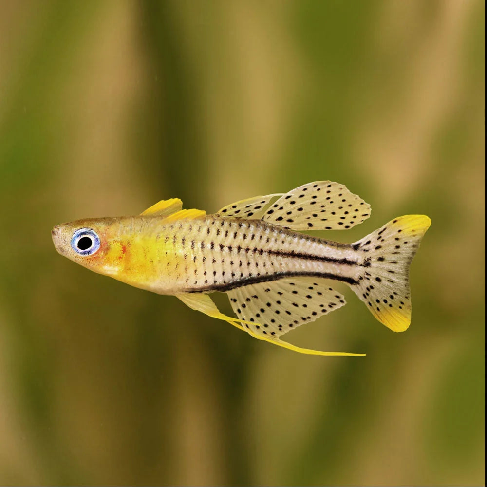 Gertrude's Rainbow Fish