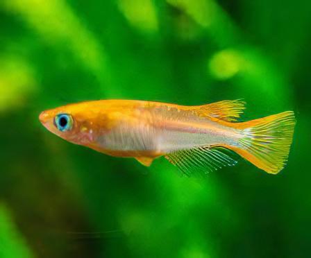 Golden Rice Fish