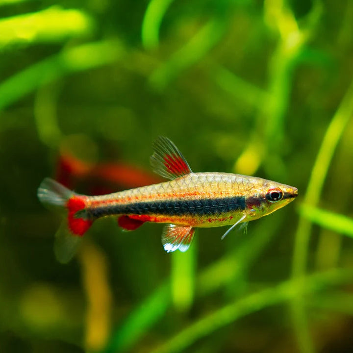 Golden Pencil Tetra