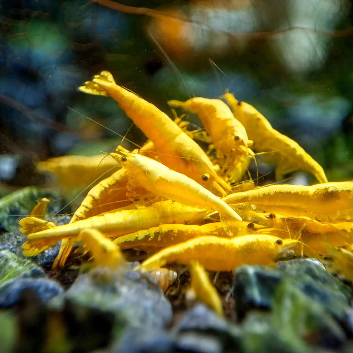 Yellow Back Shrimp