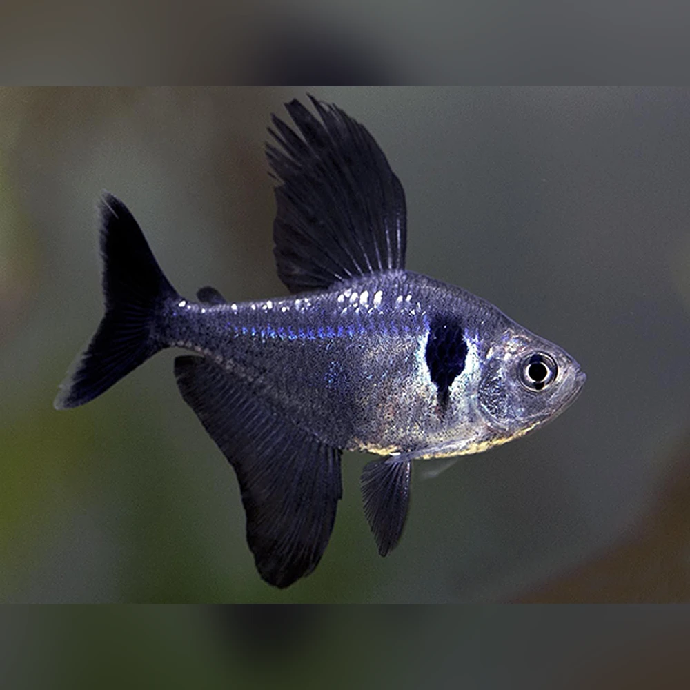 Black Phantom Tetra