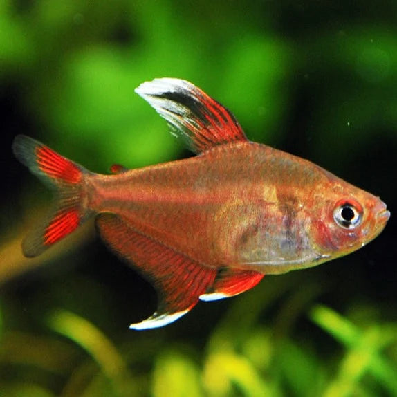 White Fin Tetra
