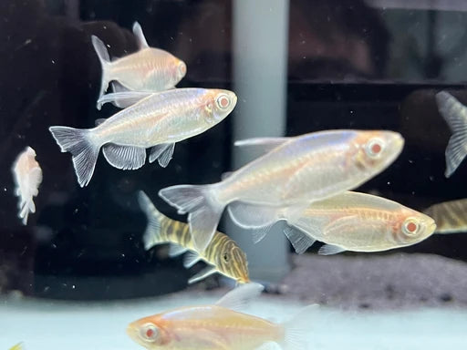 Albino Congo Tetra