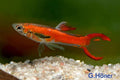 Red Scarlet Endler [ male ]