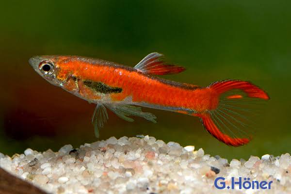 Red Scarlet Endler [ male ]