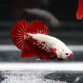 Red Samurai Plakat