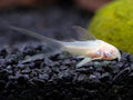 Long Fin Albino Cory