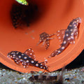 L471 Mini Snowball Pleco [ 3 - 3.5 CM ]