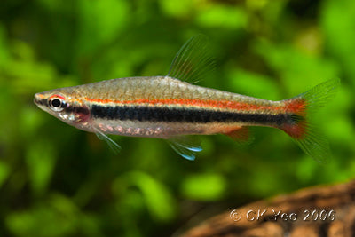 Golden Pencil Tetra