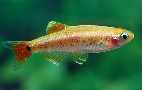 Golden Mountain Minnow