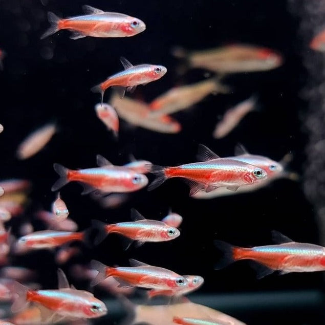 Albino Neon Tetra