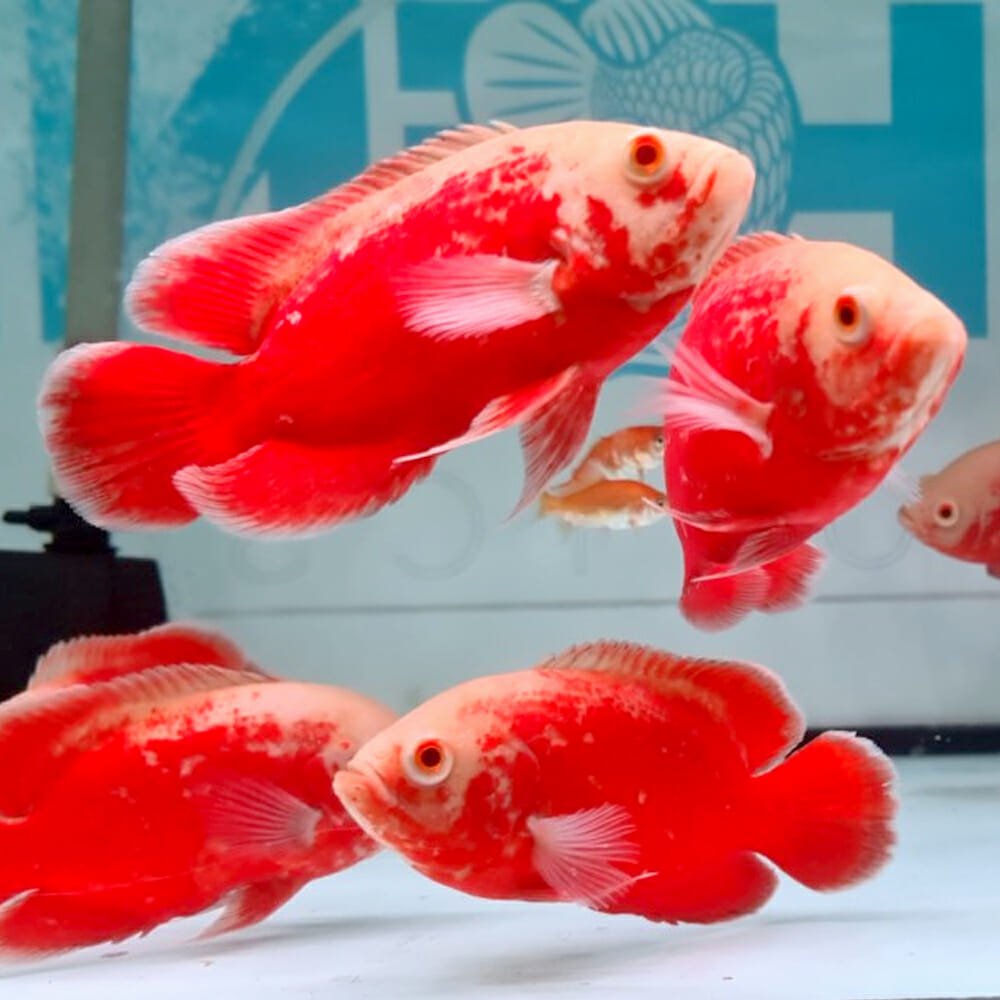 Albino  Fire Red Oscar [ 3 inch + ]