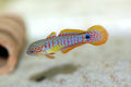 Peacock Goby