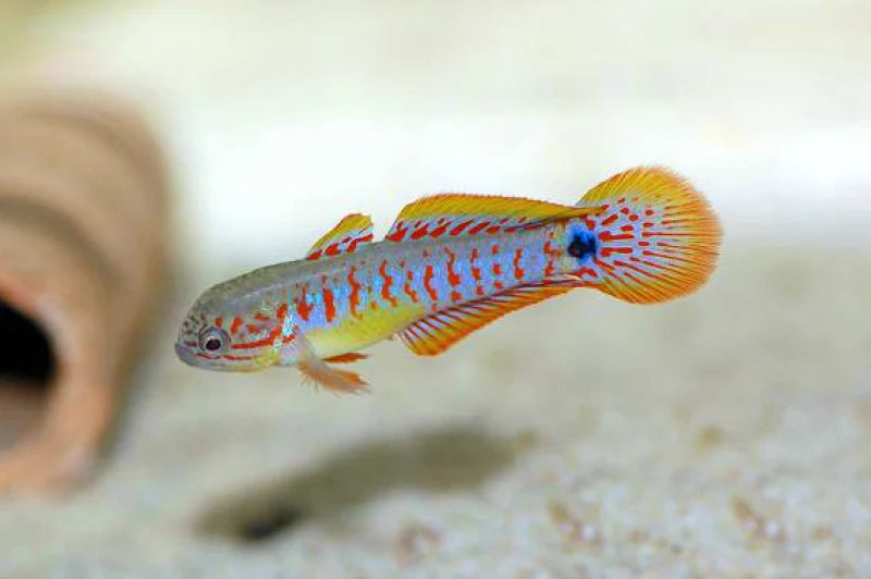 Peacock Goby