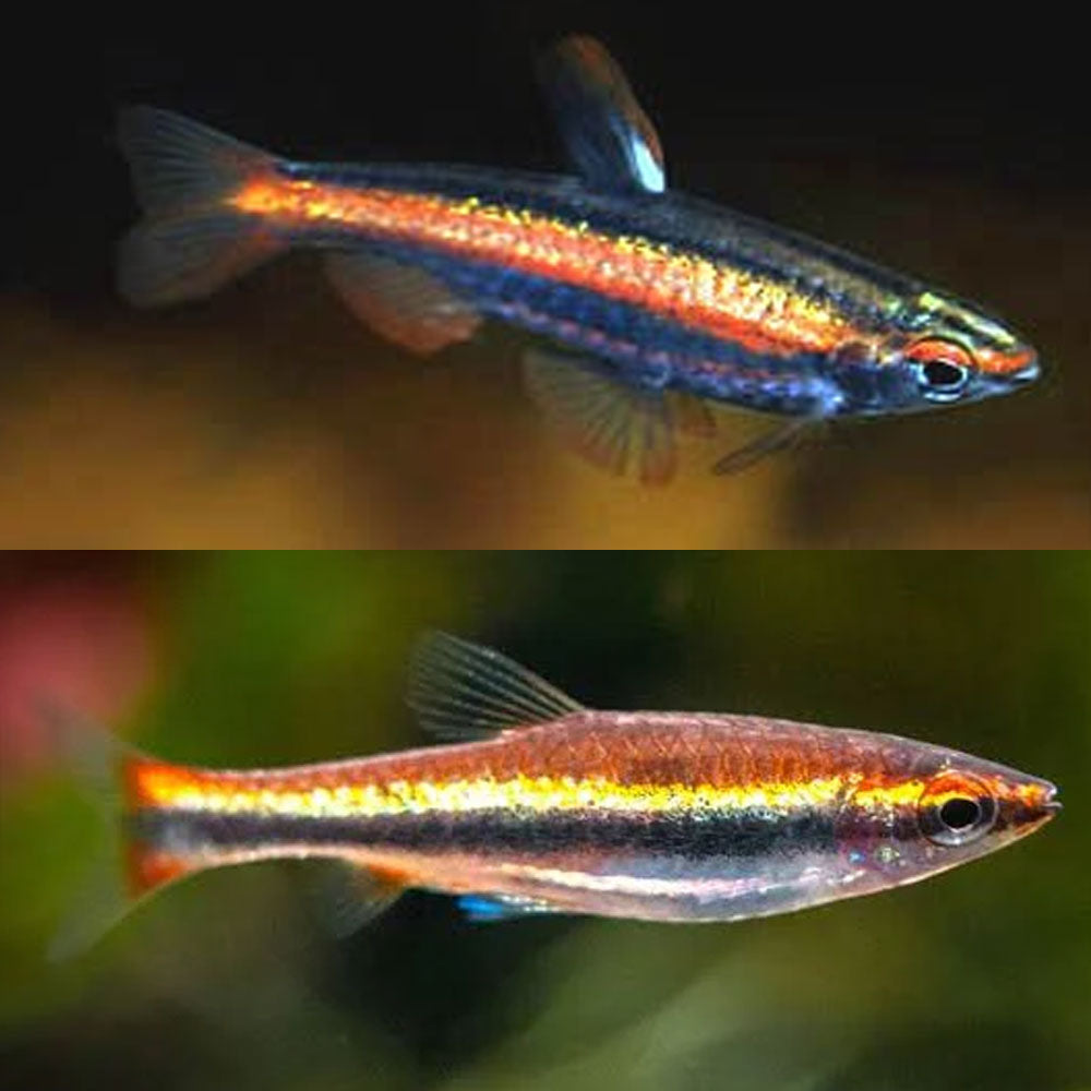 Red Pencil Tetra