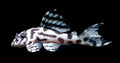 L236 (Super White) Pleco