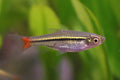Red Tail Rasbora