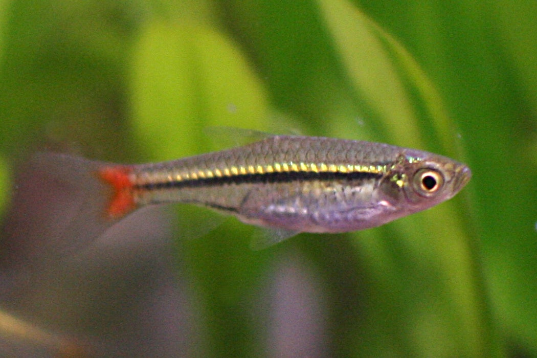 Red Tail Rasbora
